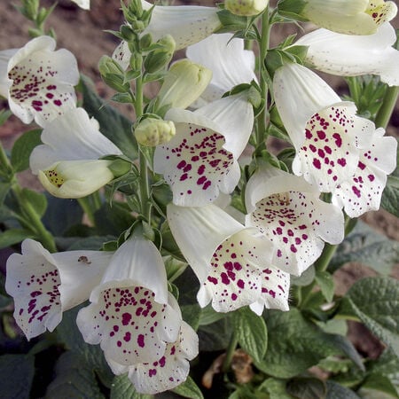 Camelot White, (F1) Digitalis Seeds - Packet image number null